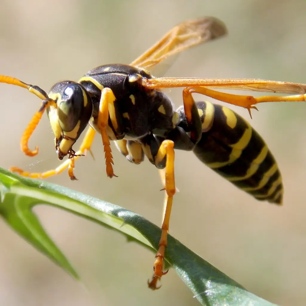 wasp