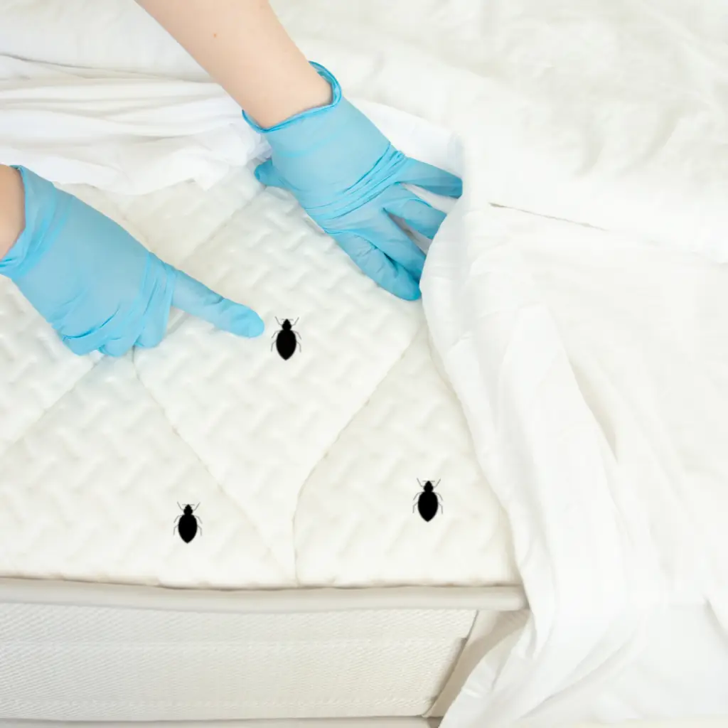 bedbugs, bedbug extermination, bedbug control north east, bedbug removal, bedbug fogging, north east pest control